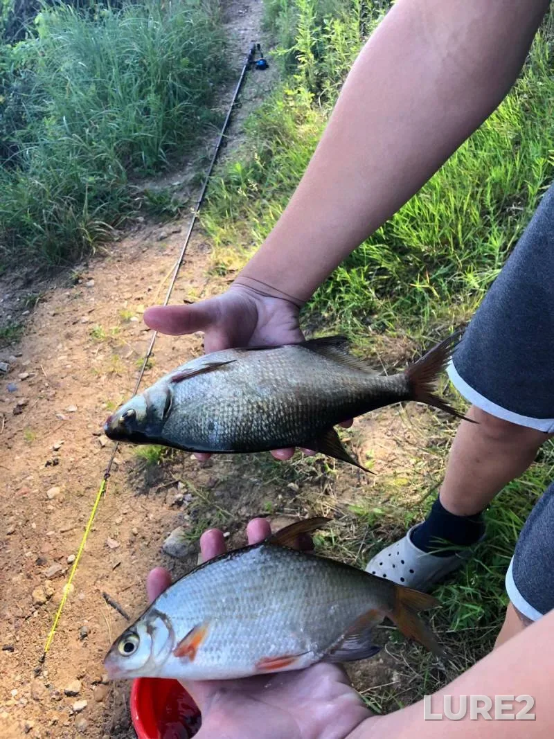 Bream, White bream — Dnepr, Aug 10, 2025, 1:40 AM