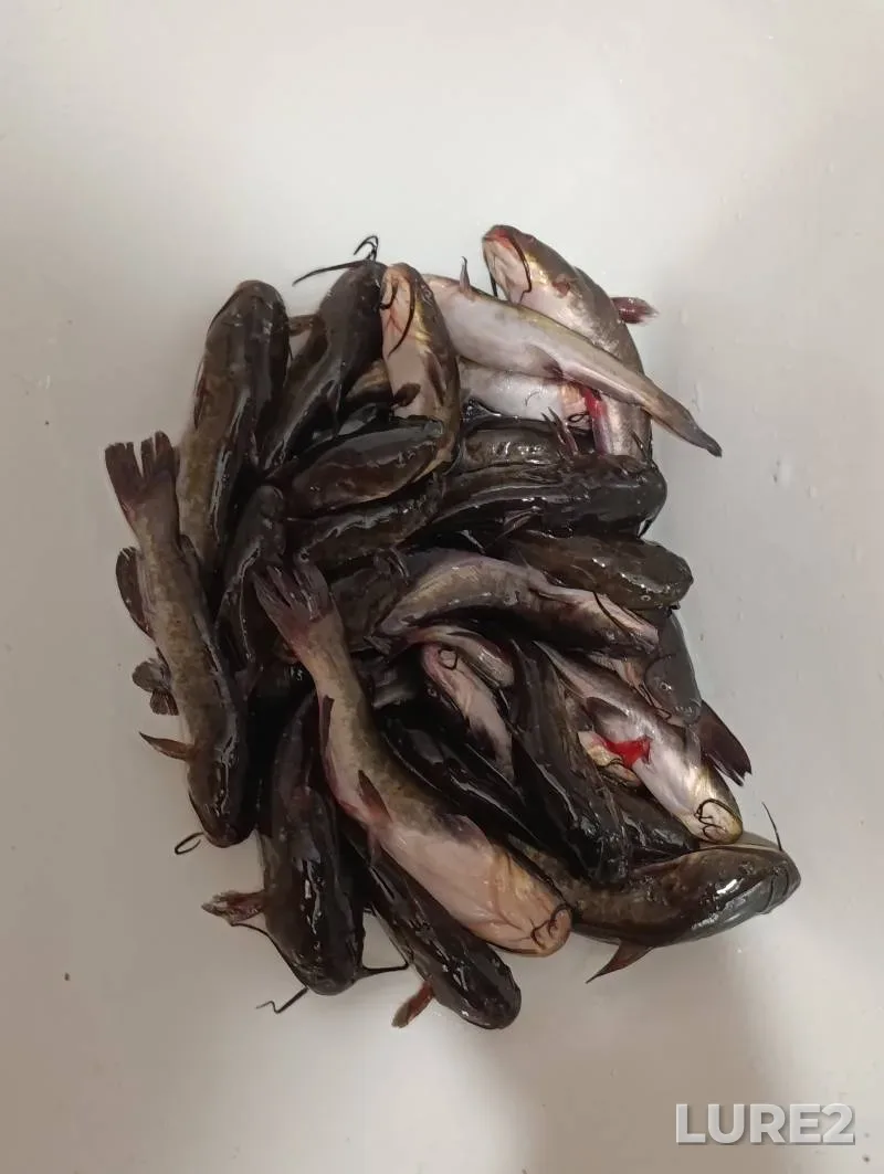 Bream — Medvedka, Aug 27, 2024