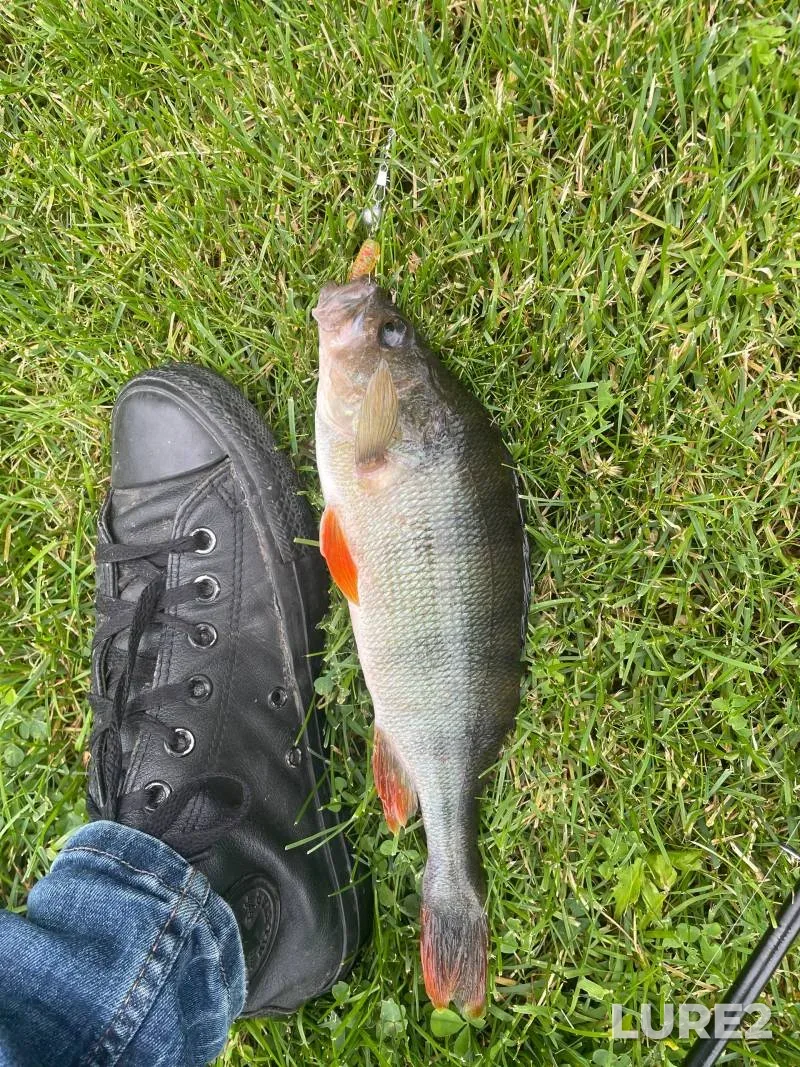 Perch — Yuzhnyy Bug, Jul 20, 3:00 PM