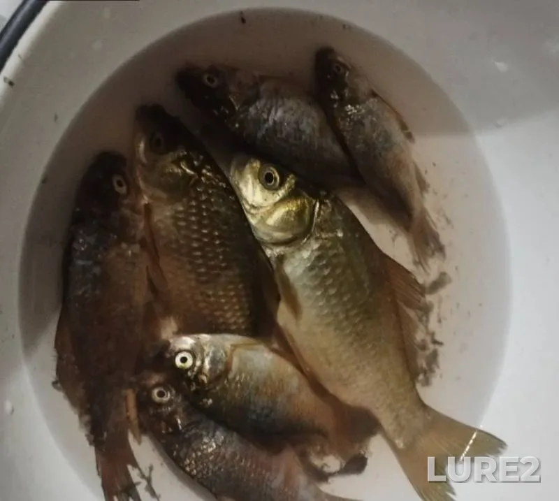 Crucian carp — Cherkaska oblast, Jul 27, 7:10 PM