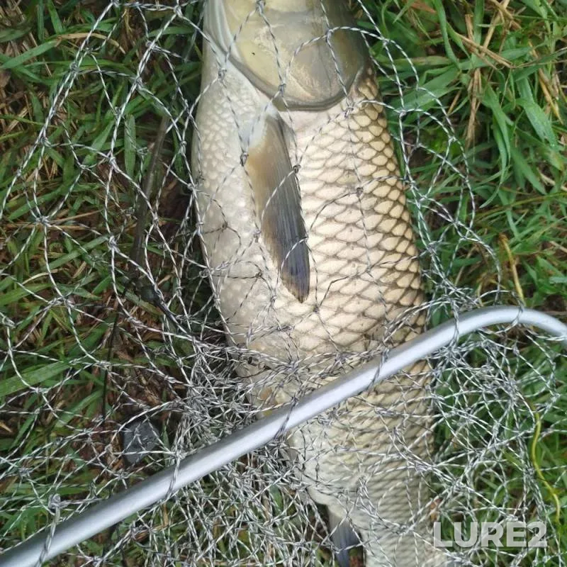 Grass carp — Yuzhnyy Bug, Jul 01, 7:07 PM