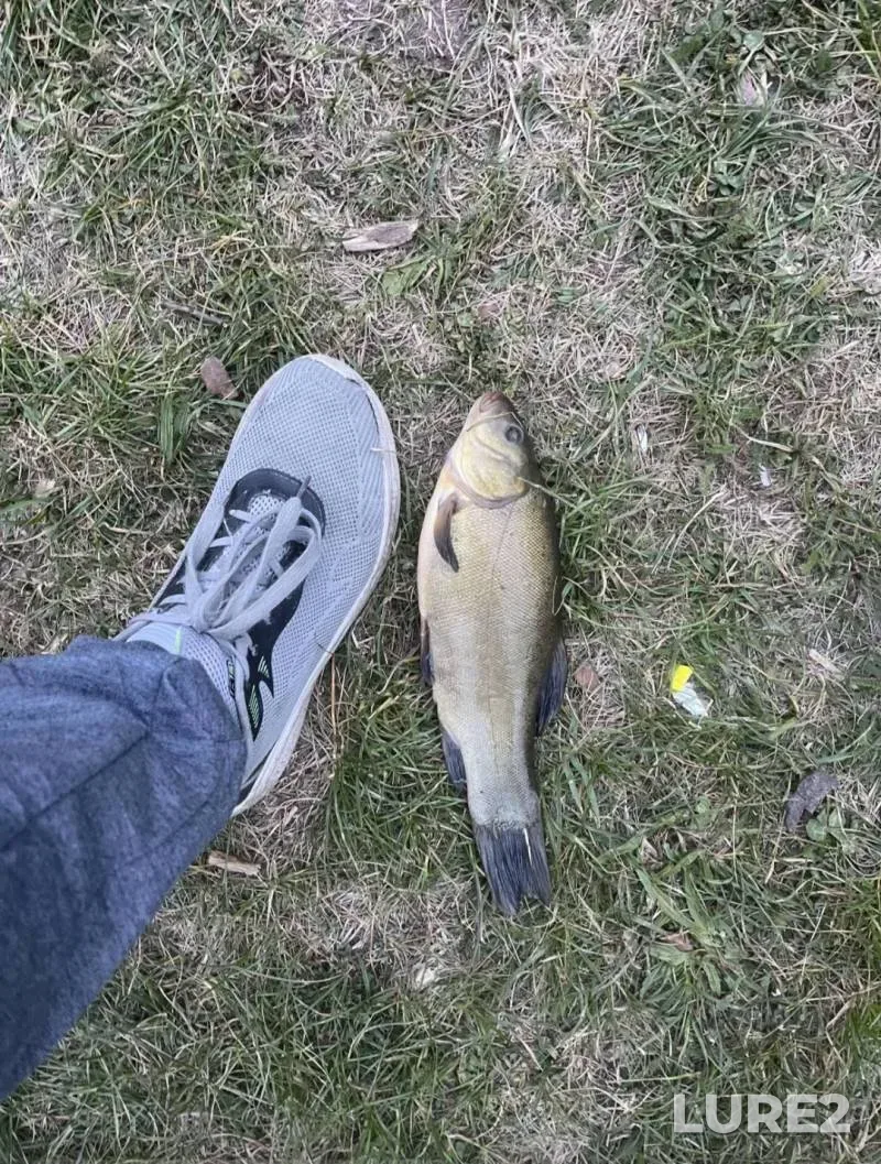 Perch, Roach — Chizhovskoye, Aug 27, 2025, 5:30 PM