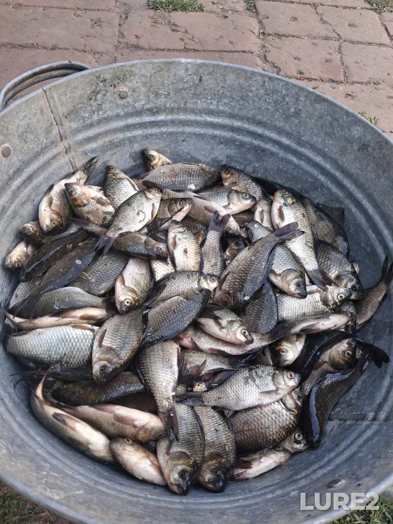 Crucian carp — Psyol, Jul 22, 3:00 PM