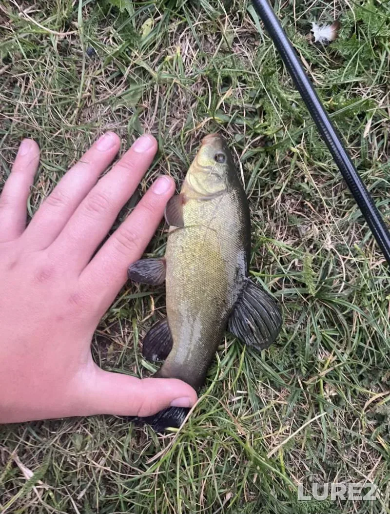 Perch — Svisloch, Sep 03, 2025, 1:56 PM