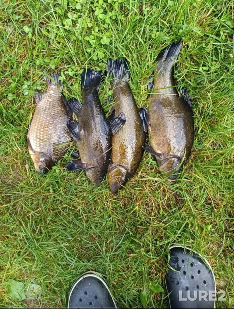 Crucian carp, Tench — Psyol, Oct 12, 2025, 2:38 PM
