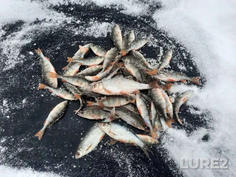 Perch, Roach — Vashutinskoye, Nov 26, 2023