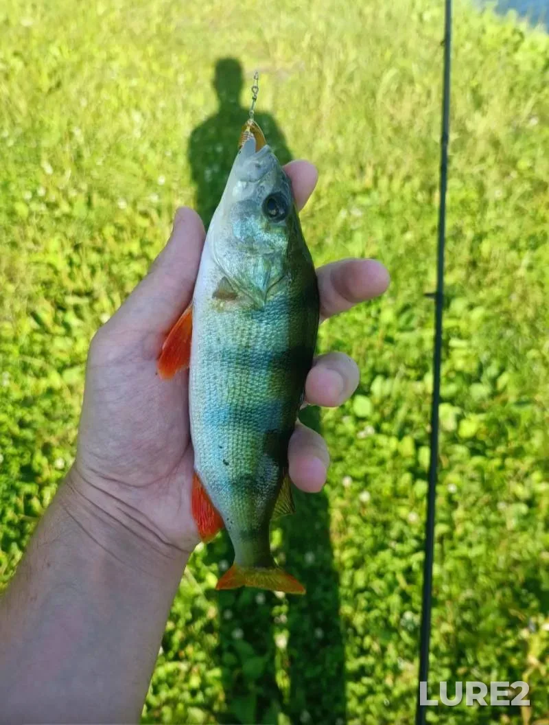 Bream, White bream — Viliya, Sep 06, 2025