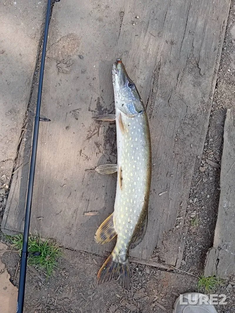 Carp, Crucian carp — Svisloch, Sep 05, 2025