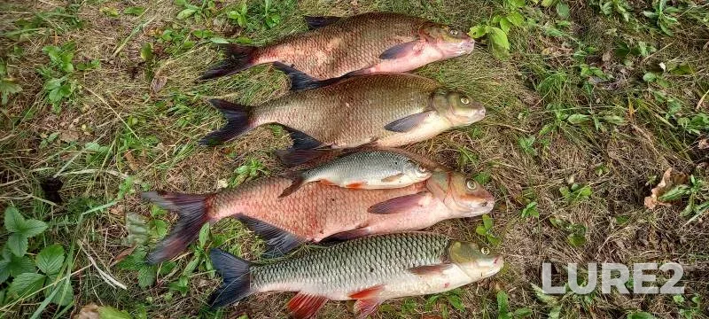 Bream, Chub — Neman, Sep 14, 2025, 7:30 AM