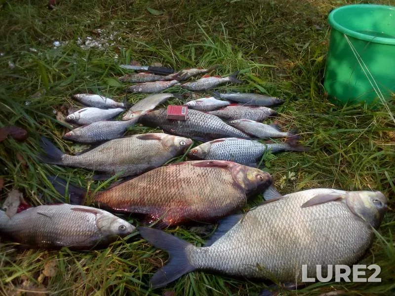 Bream, Chub — Neman, Aug 28, 2025, 8:00 PM