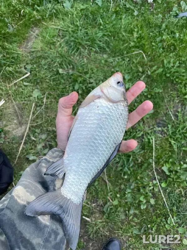 Crucian carp — Myshka, Sep 14, 2025, 7:00 PM
