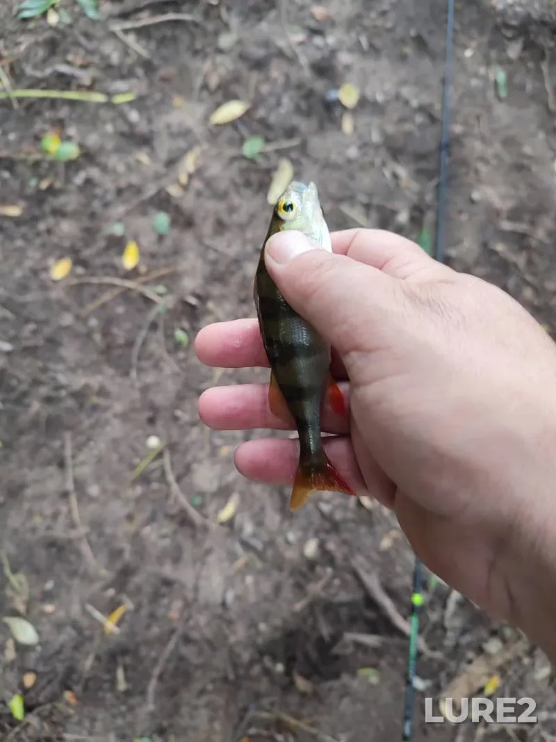 Perch — Svisloch, Aug 02, 2025, 4:27 PM