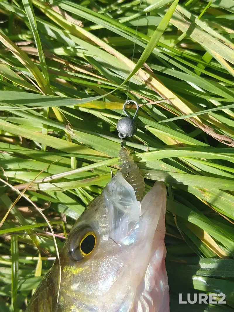 Perch, Pike — Iliya, Sep 20, 2025, 3:15 AM