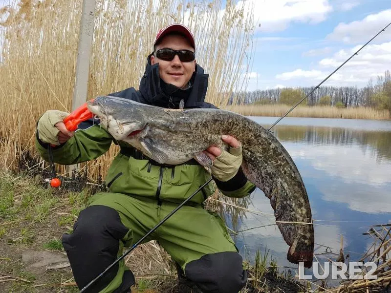 Wels catfish — Kharkіvska oblast, Apr 12, 2017