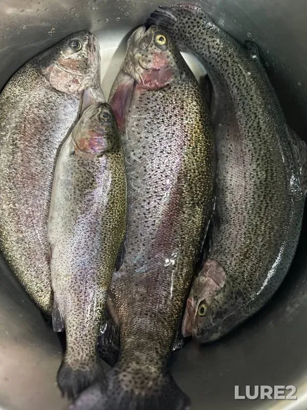 Rainbow trout — Strelka, Oct 27, 2024