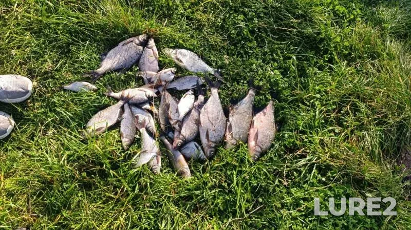 Bream, Perch — Berezina, Aug 31, 2025, 10:05 AM