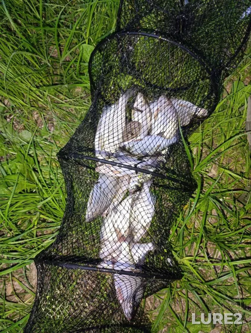 Bream, Roach — Ratomskiy zaliv, Jun 07, 2025, 9:51 PM