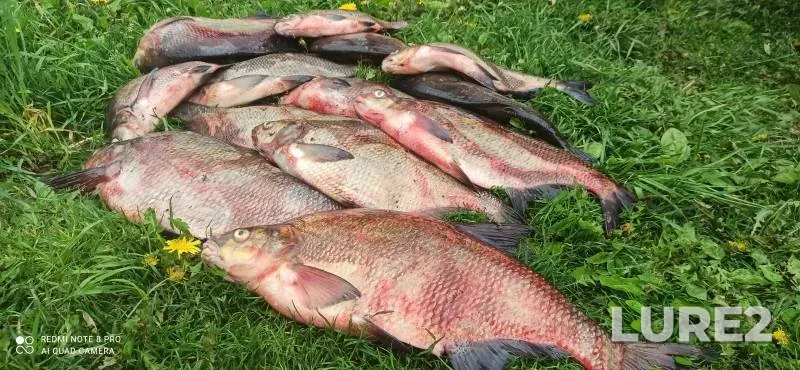 Bream, White bream — Gomelskaya oblast, Narovlyanskiy rayon, Jun 03, 2025, 7:00 AM