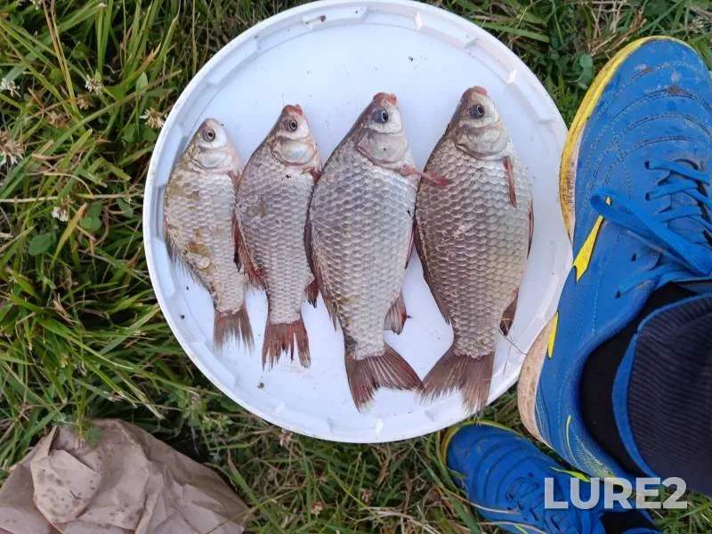 Crucian carp — №1, Oct 02, 2025, 3:00 PM