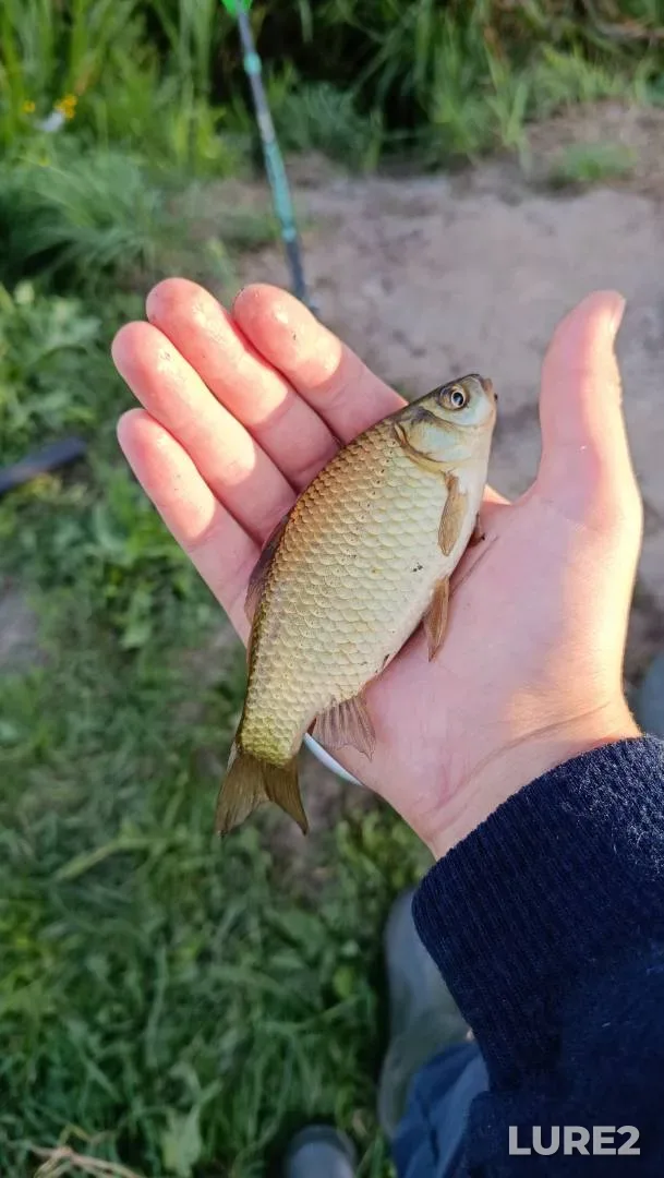 Bream — Volga, Jul 28, 2018