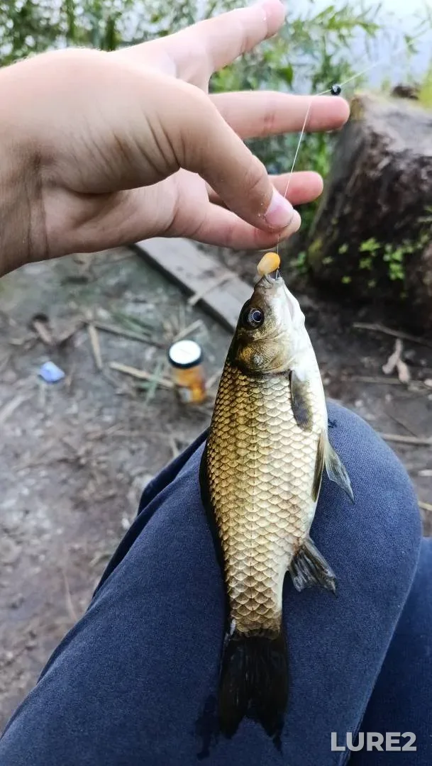 Crucian carp — Berestyanka, Jul 17, 2025, 10:00 PM