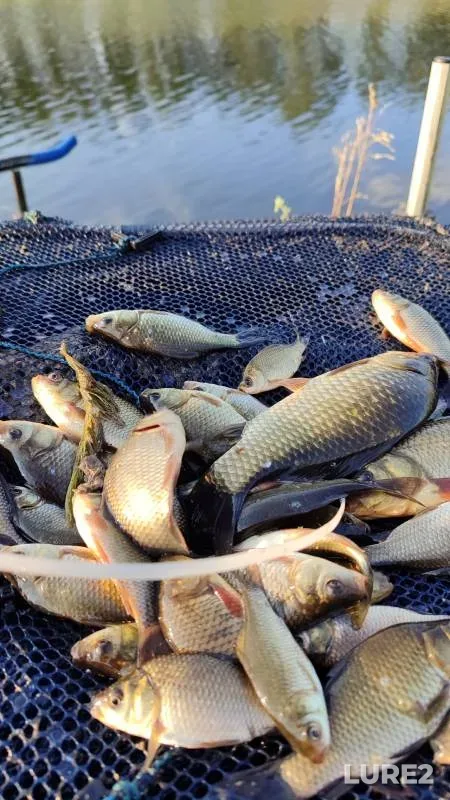 Crucian carp — Voronezhskaya oblast, Jul 27, 2024