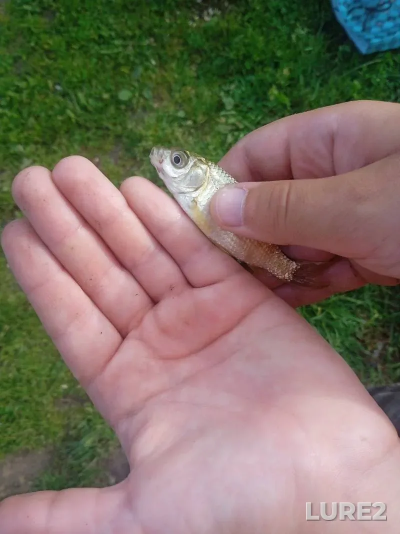 Crucian carp — Myshka, Sep 13, 2025, 2:40 PM