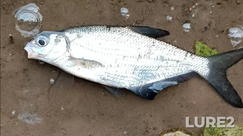 Bream — Oka, Aug 03, 2024