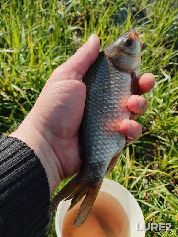 Crucian carp — Moskovskaya oblast, Odintsovskiy gorodskoy okrug, May 20, 2024