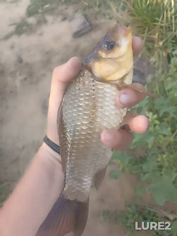 Crucian carp — Rostovskaya oblast, Sep 01, 2024
