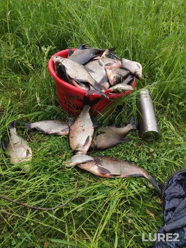 Bream — Volga, Jun 13, 2021