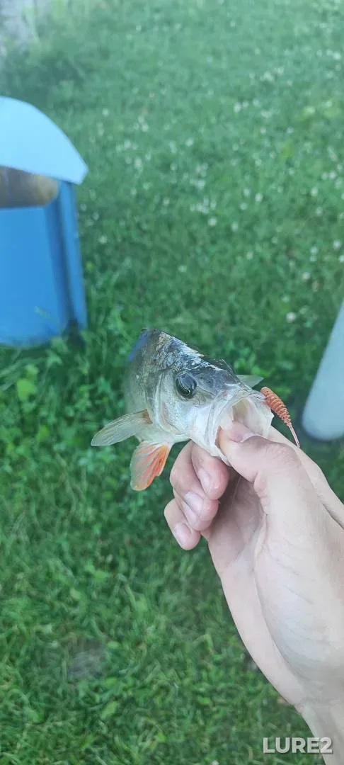 Perch — Myshanka, Jul 02, 2025, 7:55 AM