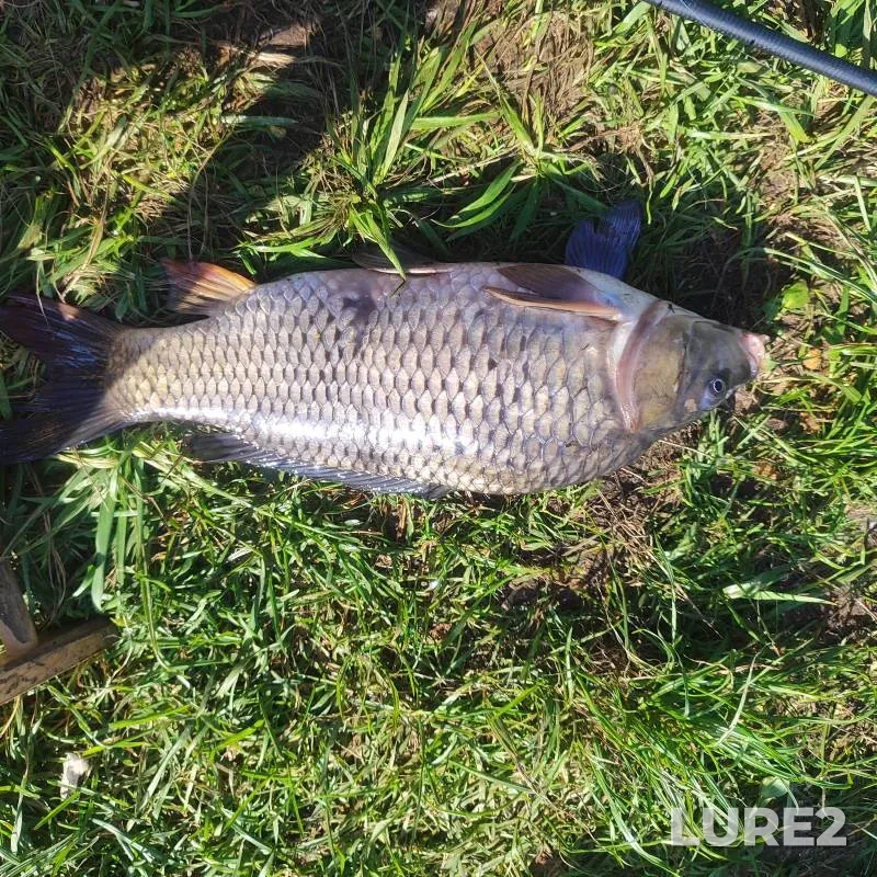 Carp — Vitba, Sep 09, 2025, 12:42 PM