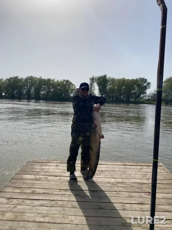 Wels catfish — Tyoplaya, Jul 28, 2024