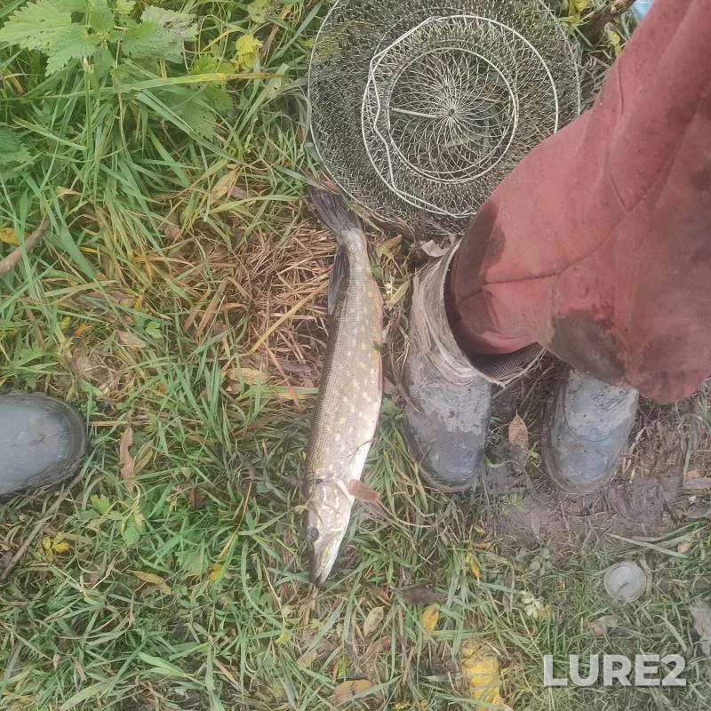 Pike — Tulovo, Nov 09, 2025, 5:55 PM
