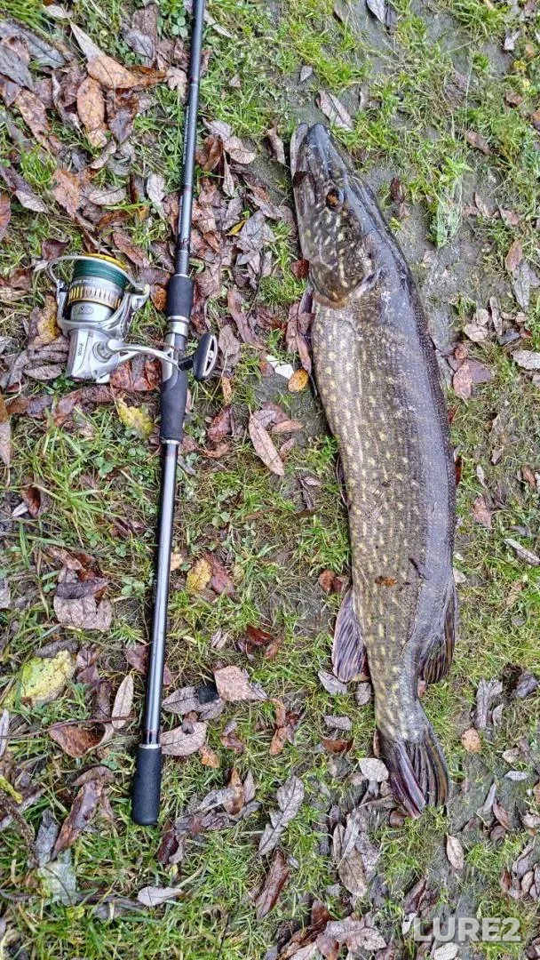 Pike — Petrovichskoye, Nov 09, 2025, 10:25 AM