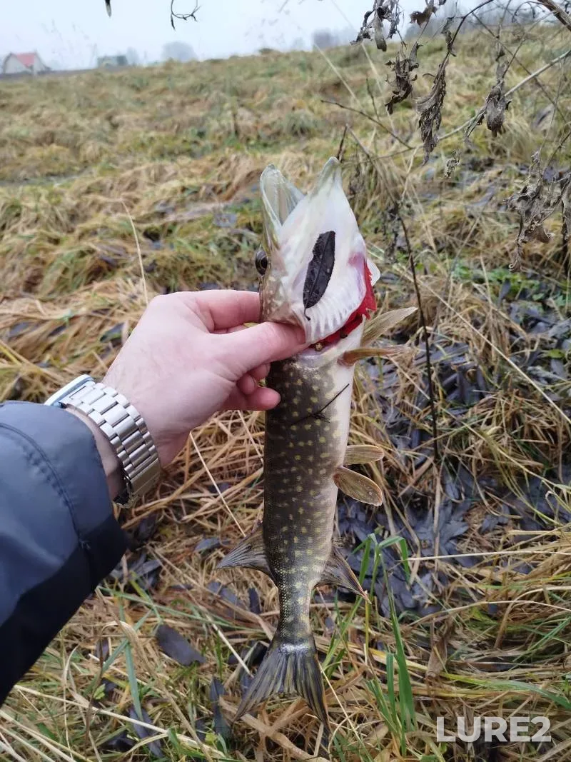 Pike — Ptich, Dec 06, 2025, 12:30 PM
