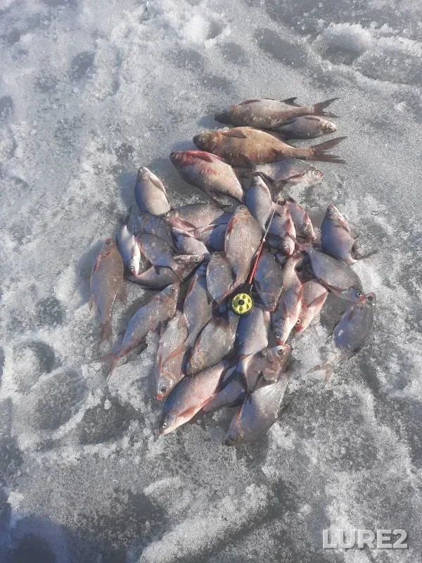 Bream — Nytvenskiy, Apr 08, 2023
