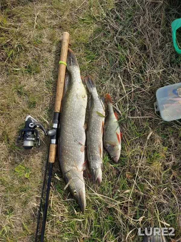 Perch, Pike — Lekma, Oct 15, 2023