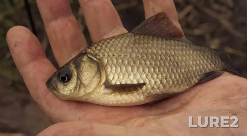 Perch, Roach — Cheptsa, Nov 30, 2023