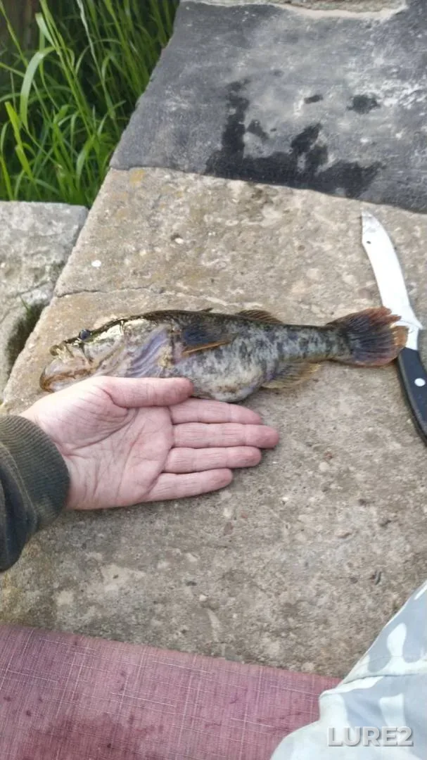 Bream, Perch — Cheptsa, Feb 21, 2024