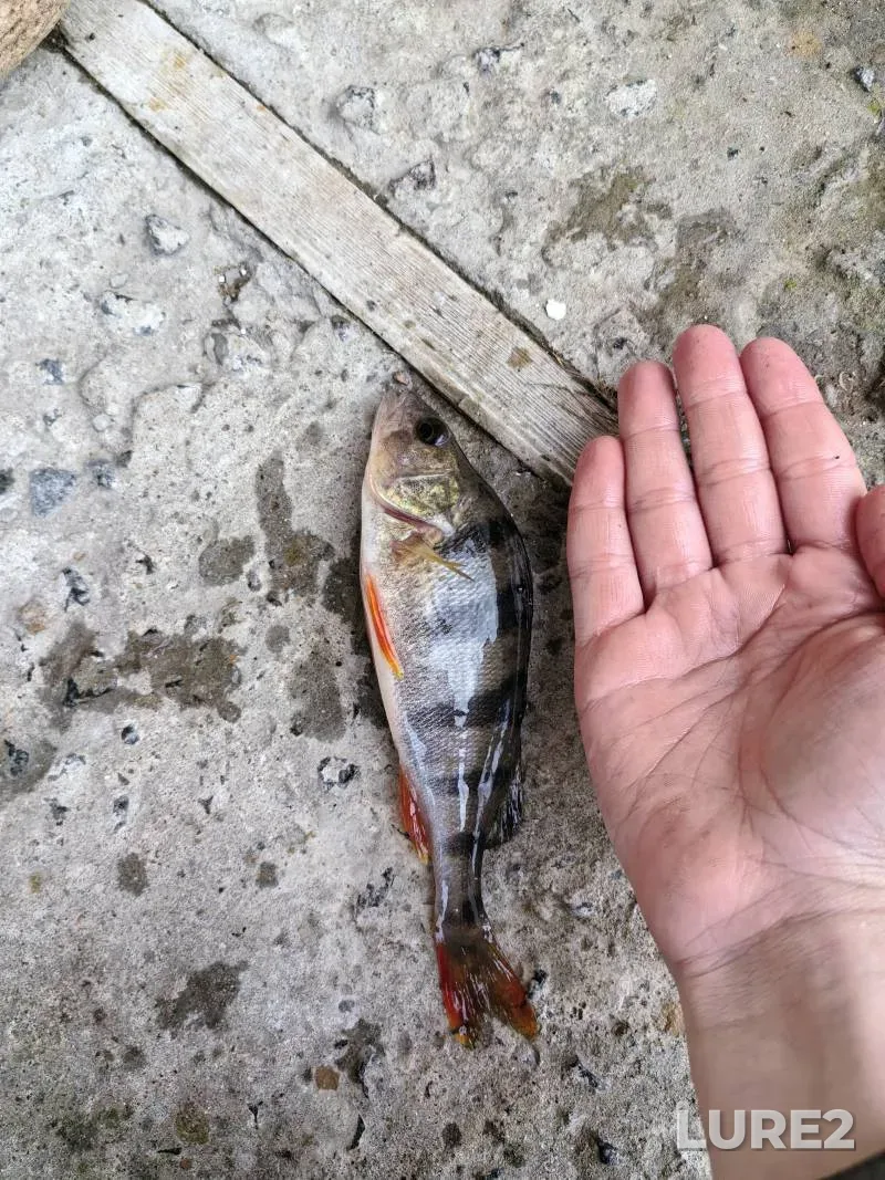 Perch — Dnepr, Nov 15, 2025, 1:55 PM