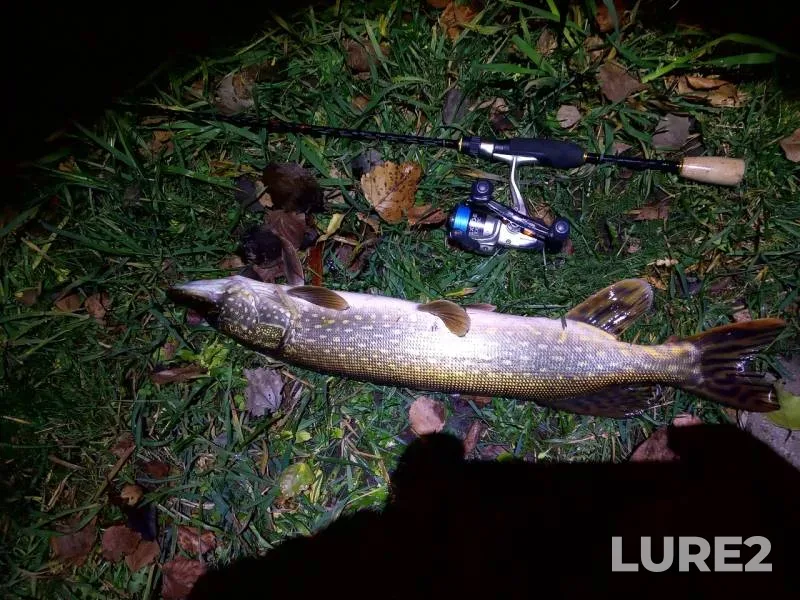 Perch, Pike — Moskva, Nov 12, 2019