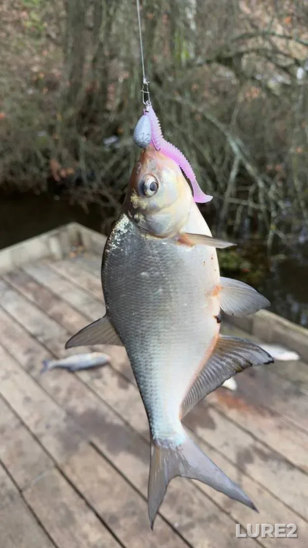 Bream — Petrovichskoye, May 12, 2025, 12:23 PM