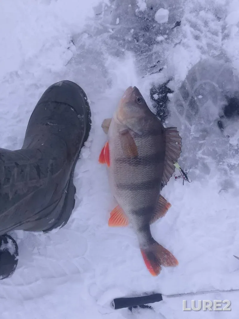 Perch — Grodnenskaya oblast, Grodnenskiy rayon, Jan 02, 10:40 AM