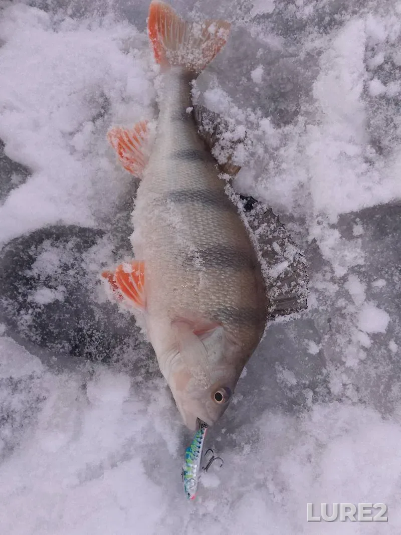 Perch — Grodnenskaya oblast, Grodnenskiy rayon, Jan 03, 11:13 AM