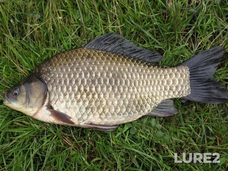 Crucian carp — Myshka, Sep 06, 2025, 4:50 PM