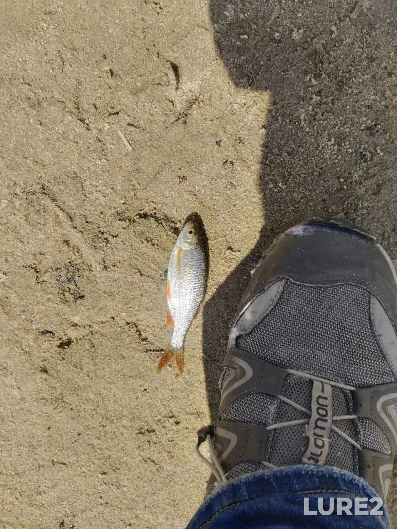 Roach — Petrovichskoye, Mar 30, 2025, 2:00 PM