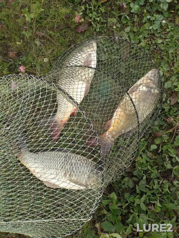 Carp — Pashkovka, Sep 05, 2023