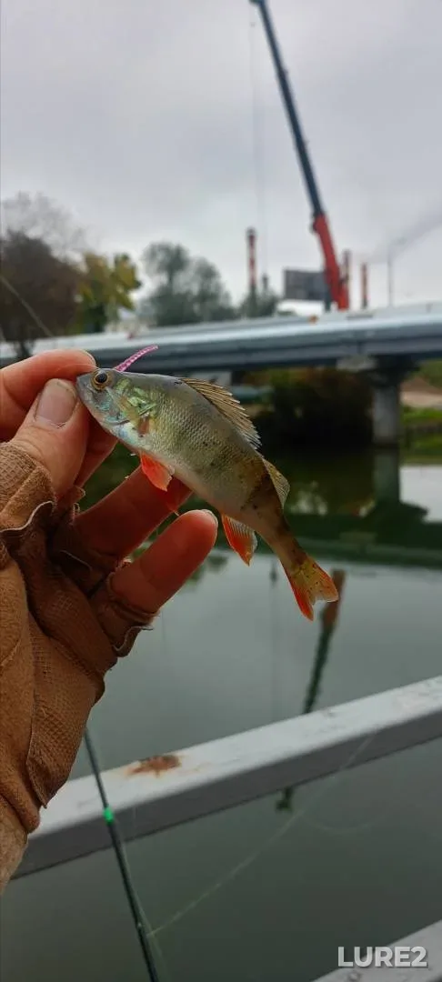 Perch — Svisloch, Sep 30, 2025, 11:00 AM